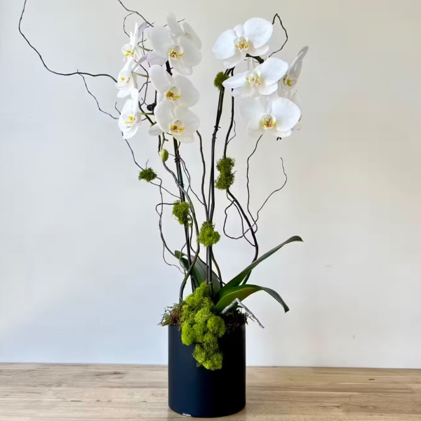 White orchid arrangement in a black cylindrical vase with curly branches and moss
