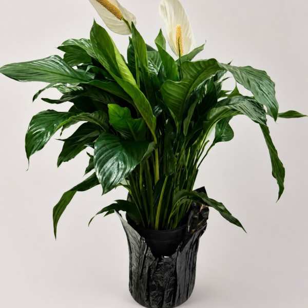 Peace Lily - 8 Inch