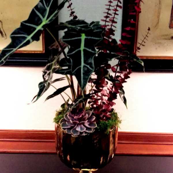 Potted arrangement with dark leaves, burgundy stems, and a purple succulent in a gold vase