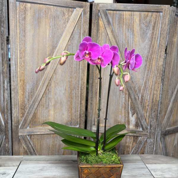 Luxury Pink Orchid by Pretty Petals Arrangements
