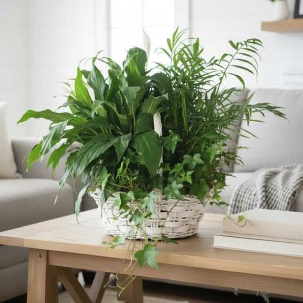 Green Garden Basket (Deluxe version) Plants/containers vary