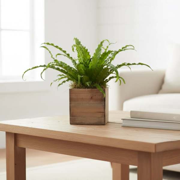 Bird's Nest Fern (containers vary)