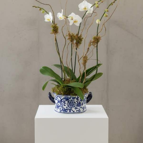 Double Double Orchids in Oval ceramic (colors of ceramic vary)
