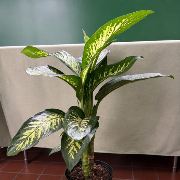 Potted variegated tropical plant with broad green and yellow leaves