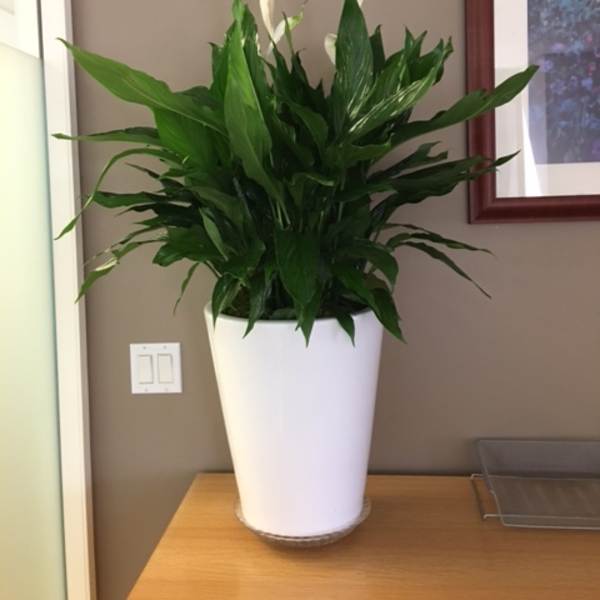 White peace lilies in a tall white planter