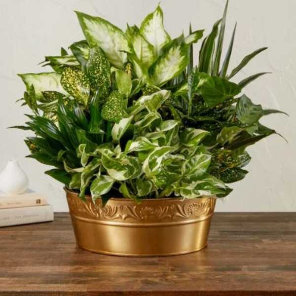 Peaceful Wishes Dish Garden