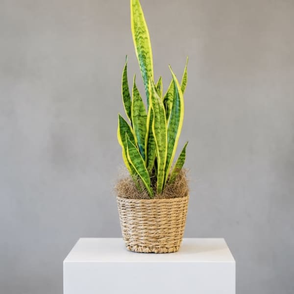 Sansevieria Plant in seagrass basket