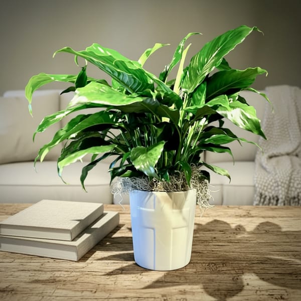 Faithful Blessings Peace Lily
