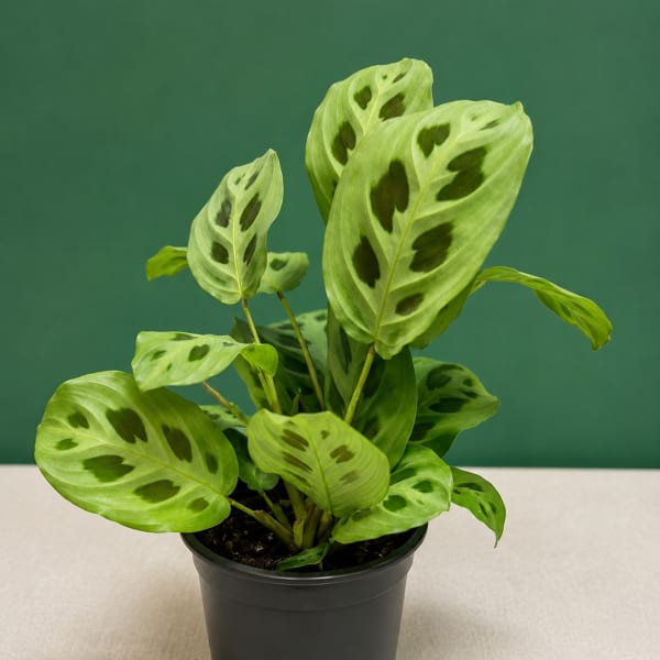 Green Prayer Plant (Maranta Kerchoveana)
