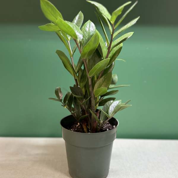 Zenzi ZZ Plant