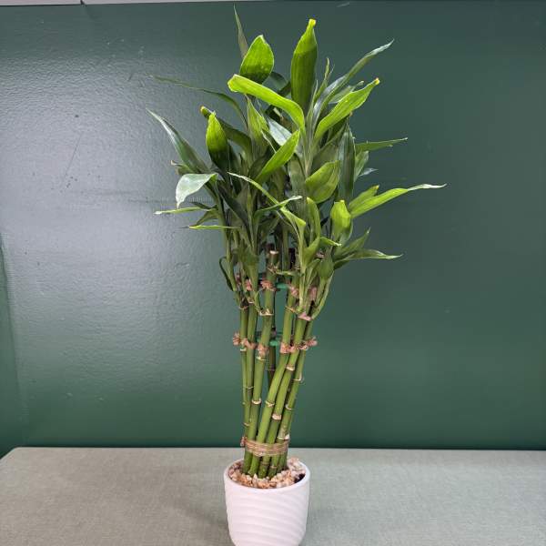 Potted lucky bamboo plant in a white ceramic pot