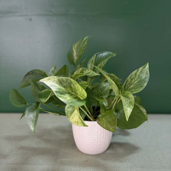 Golden Pothos
