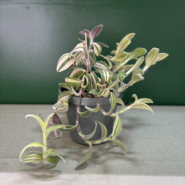 Variegated trailing plant in a gray pot