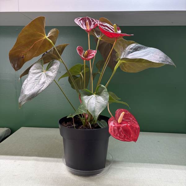 Potted anthurium plant with red spathes in a black nursery pot