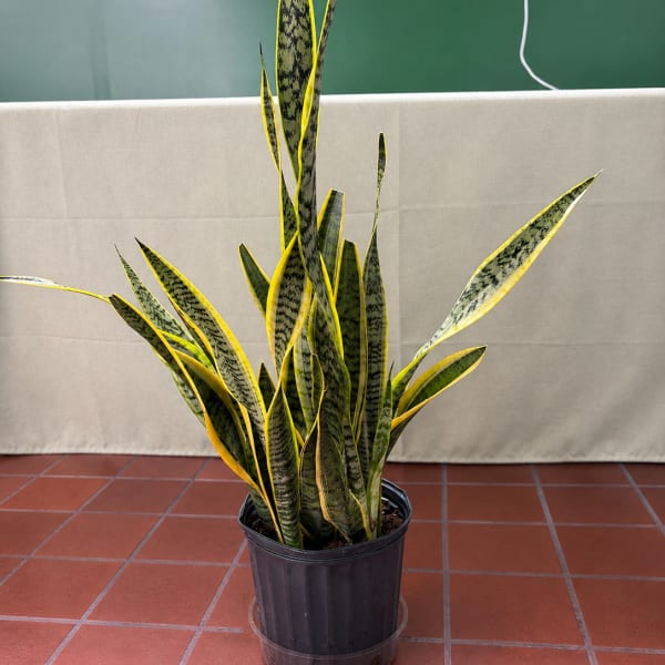 Potted snake plant with tall variegated leaves in a black nursery pot