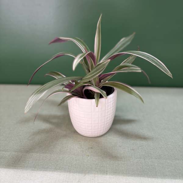 Potted striped houseplant in a pink ceramic pot