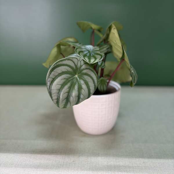 Small potted plant with round silver-green leaves in a pale pink pot