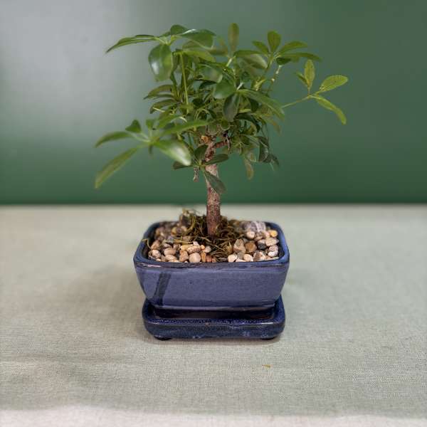 Small potted bonsai tree in a blue ceramic pot