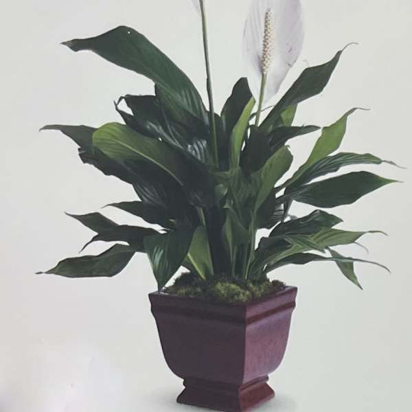 Potted peace lily with two white blooms in a purple planter