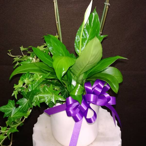 Pink orchid stems in a white pot with a purple ribbon