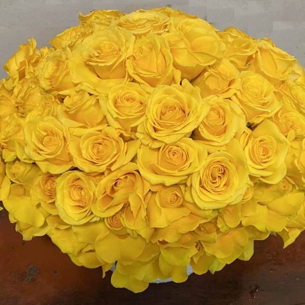 Low dome arrangement of bright yellow roses in a white container