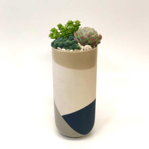 Succulent arrangement in a tall cylindrical ceramic pot