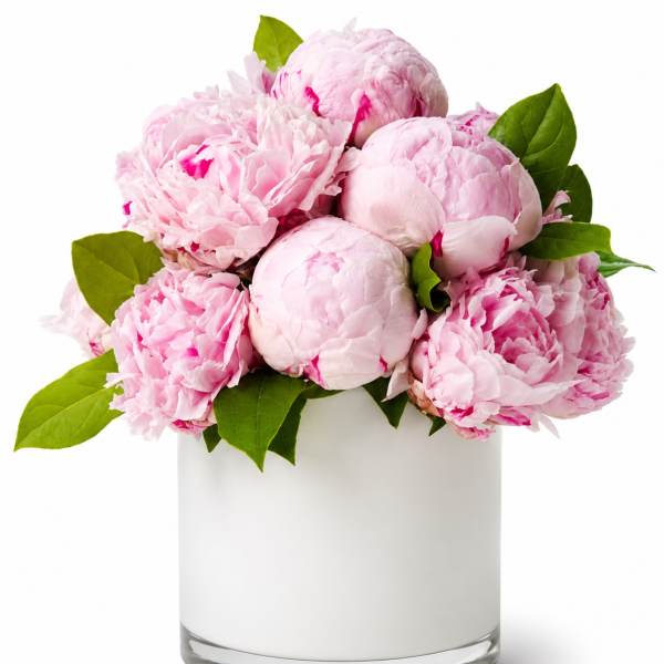 Pink peonies arranged in a white glass vase
