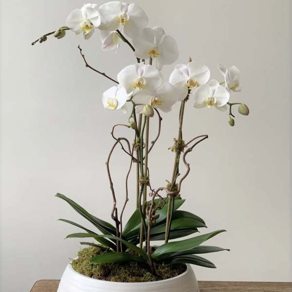 White orchid plant in a low white bowl planter