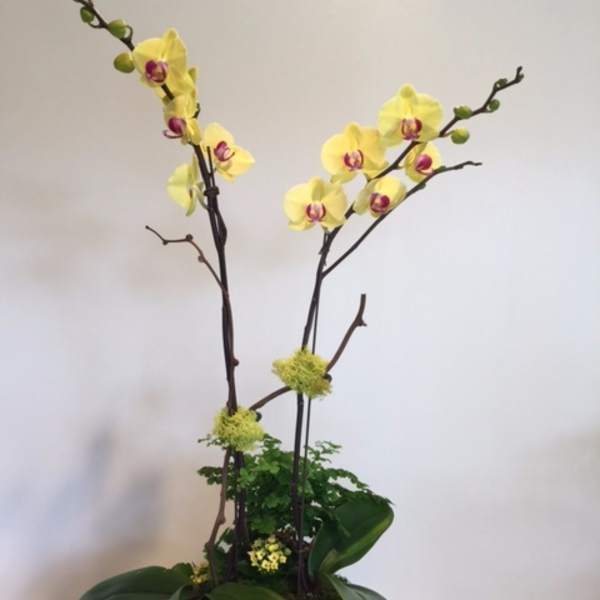 Yellow orchids in a decorative planter with broad green leaves