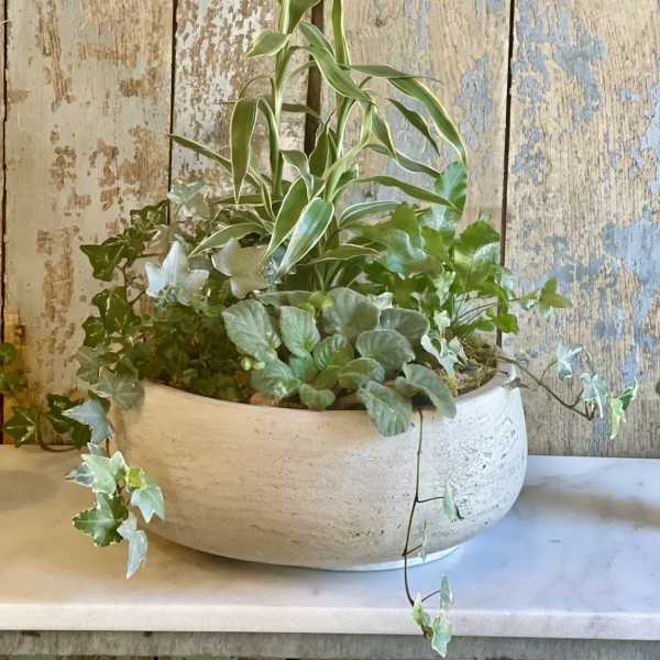 Mixed potted houseplants in a white ceramic bowl