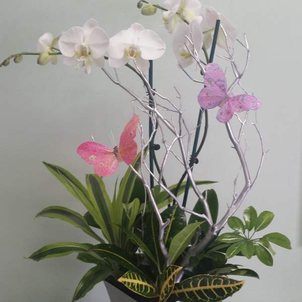 White orchids in a tall silver planter with pink butterfly decorations