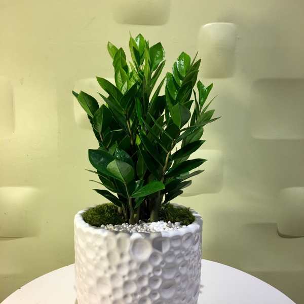 Potted green plant in a white textured ceramic planter