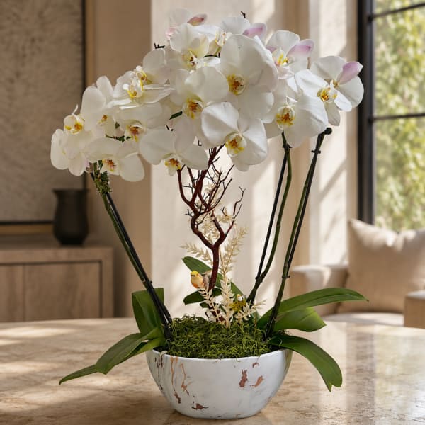 Elegant Style Orchids