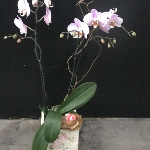 Two orchid stems in a floral container with broad green leaves