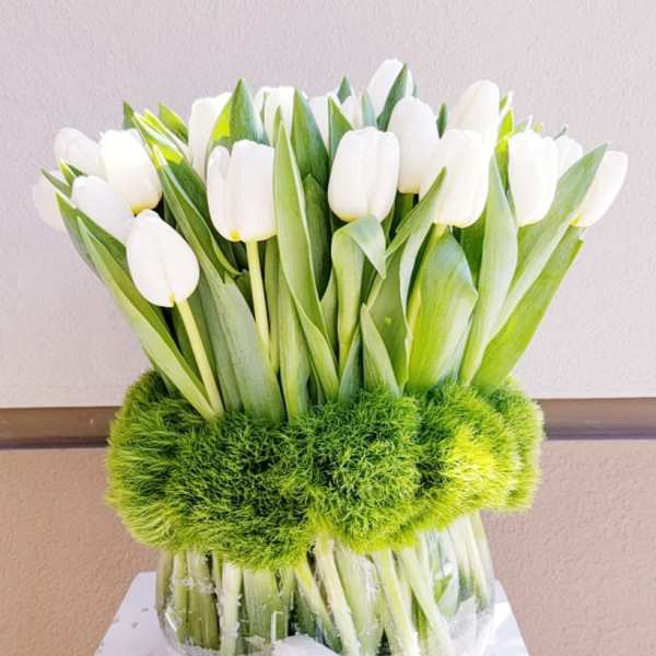 White tulips arranged in a clear glass vase with bright green moss