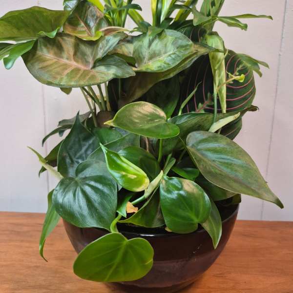 8" Ceramic Dish Garden