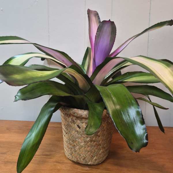 Bromeliad