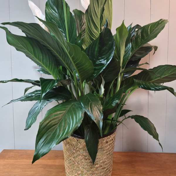 8" Peace Lily
