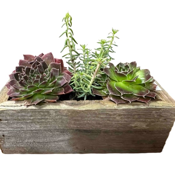 Medium Succulent Box