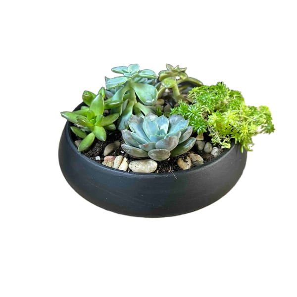 Succulent Dish