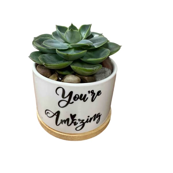 You're Amazing Succulent