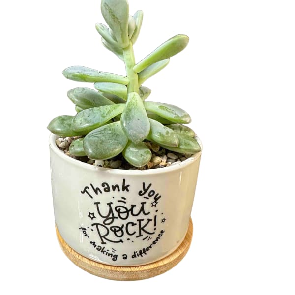 "You Rock" Succulent