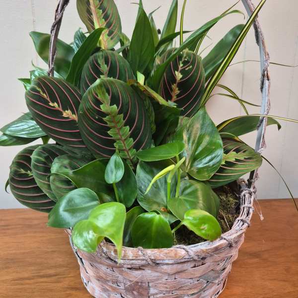 10" Wicker Dish Garden