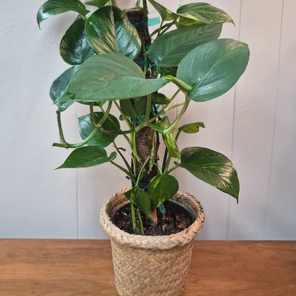 6" Pothos