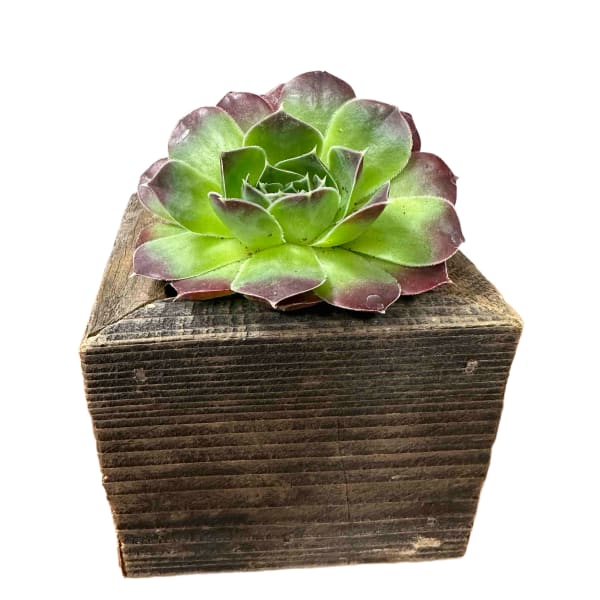 Small Succulent Box