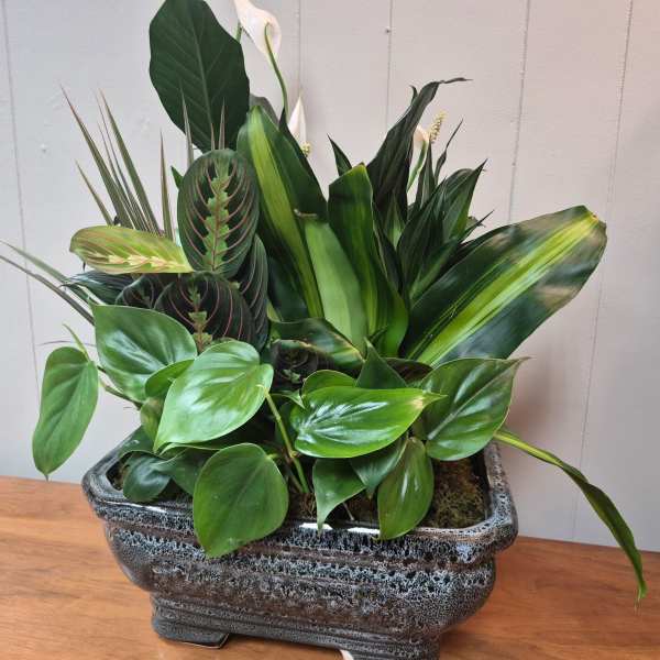 12" Ceramic Dish Garden