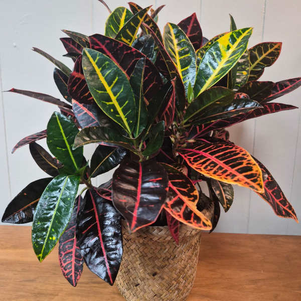 Croton