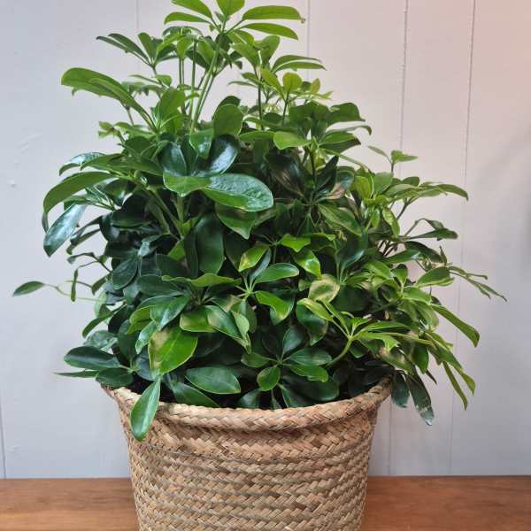 8" Arboricola