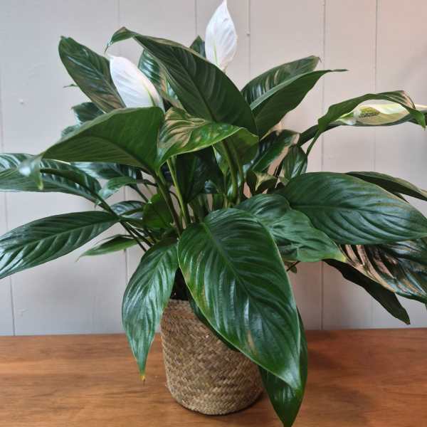 6" Peace Lily