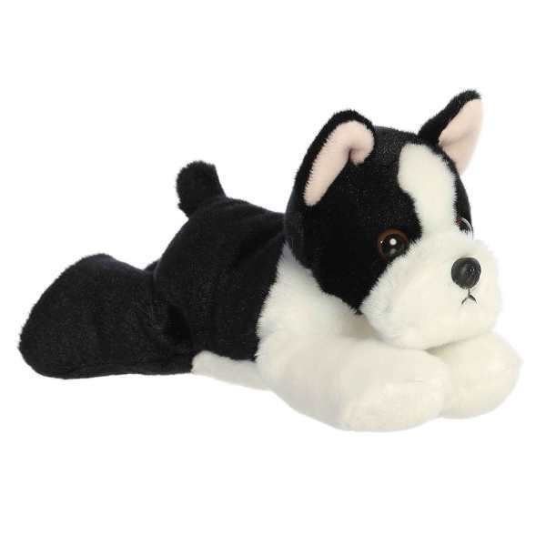 Eva Boston Terrier
